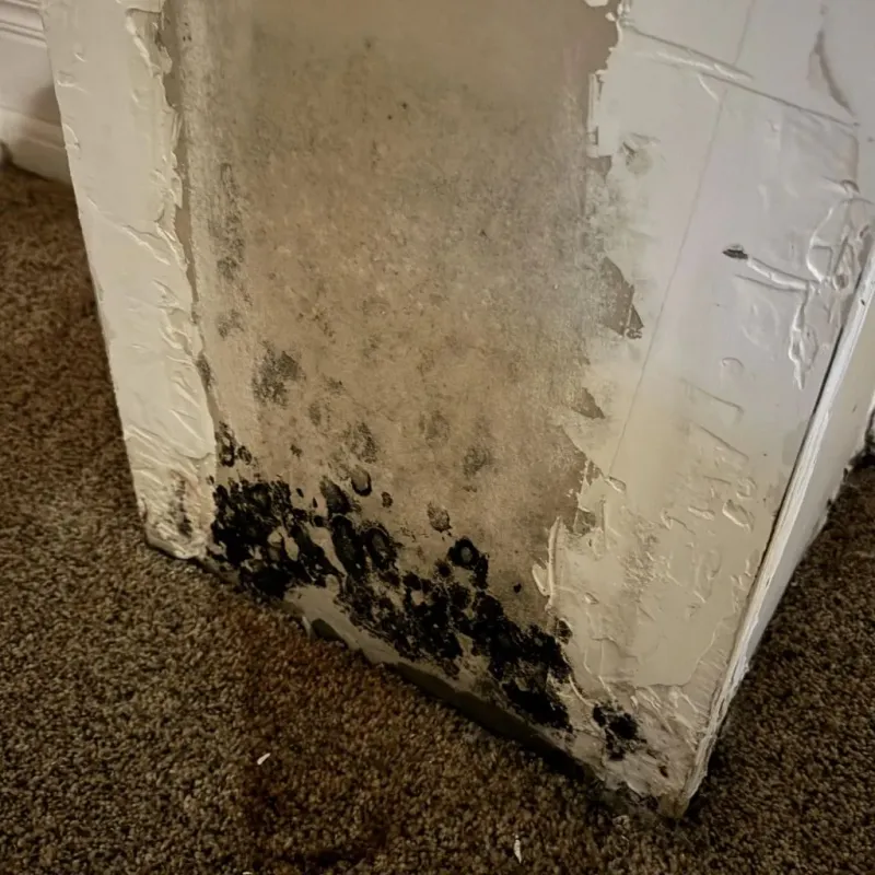 Professional Mold Removal in Northfield, MA